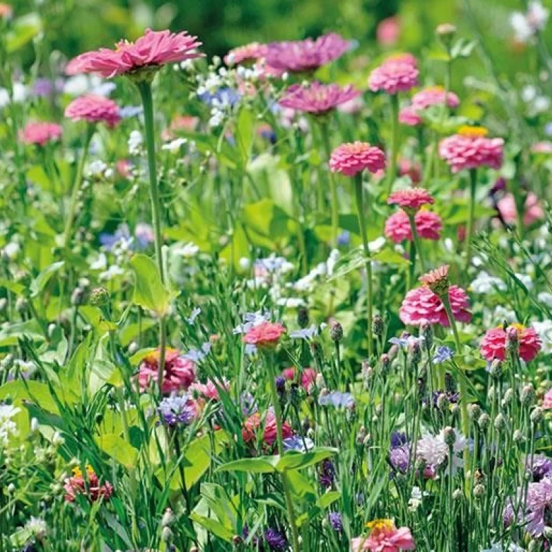 Jachère de fleurs Douce France - 400g