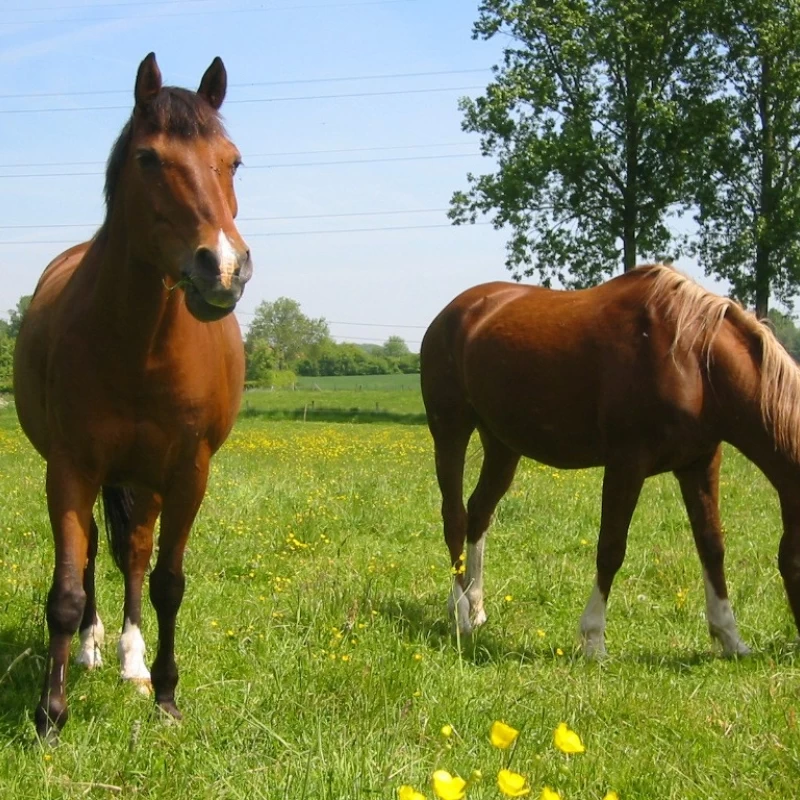 Semence pour prairie - Chevaux N°2 - sol humide