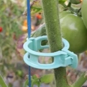 Clip biodégradable pour tomates - Ø22mm