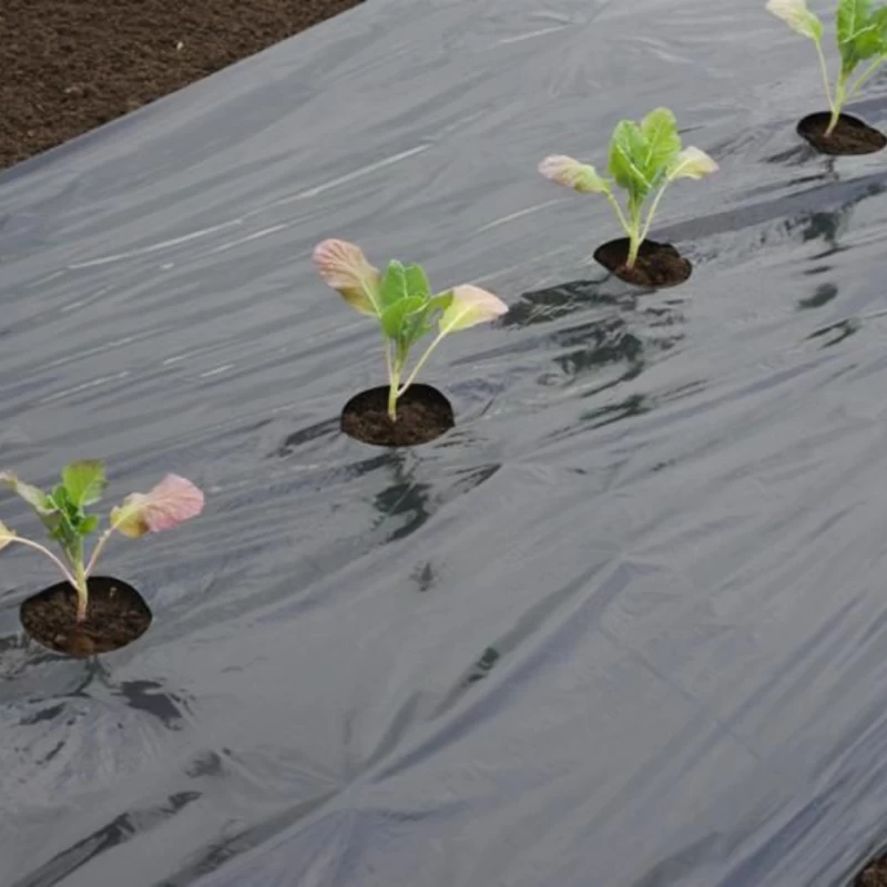 Film de paillage pour gros légumes 20µ - l. 0,95m - L. 10m