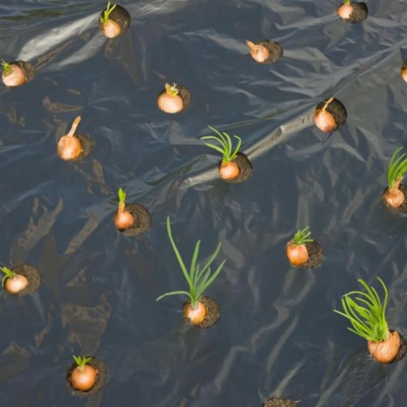 Film de paillage pour petits légumes 20µ - l. 0,95m - L. 5m