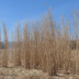 Miscanthus Bio - balle de 20kg