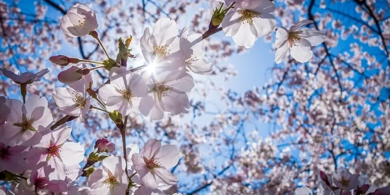 À quoi sert la formation des arbres fruitiers ?