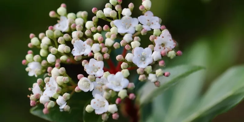 Arbustes en fleurs en hiver