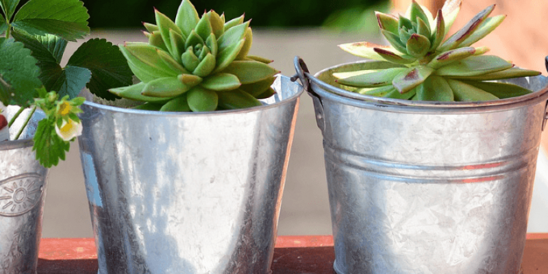 Herbes aromatiques au balcon