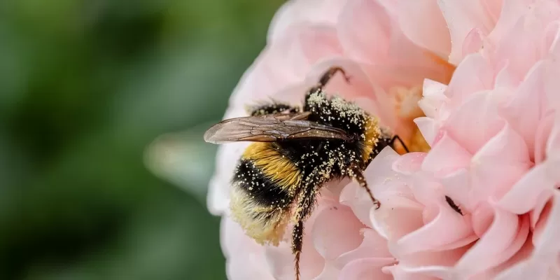 Choisir des plantes mellifères