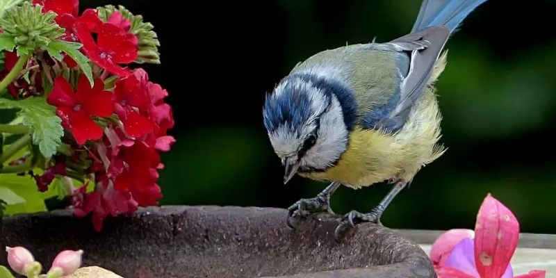 Comment aménager votre jardin pour les oiseaux ?