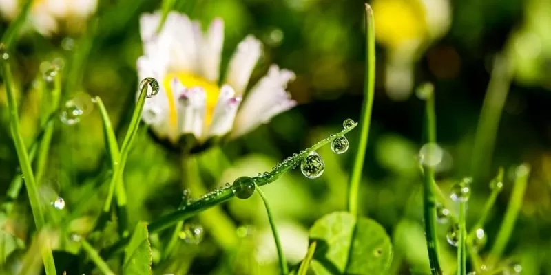 Comment choisir votre arrosage goutte à goutte ?