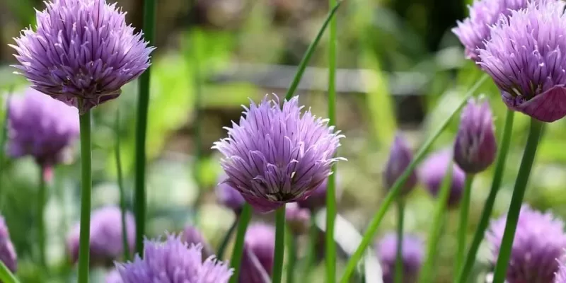 Comment créer un massif de plantes aromatiques ?