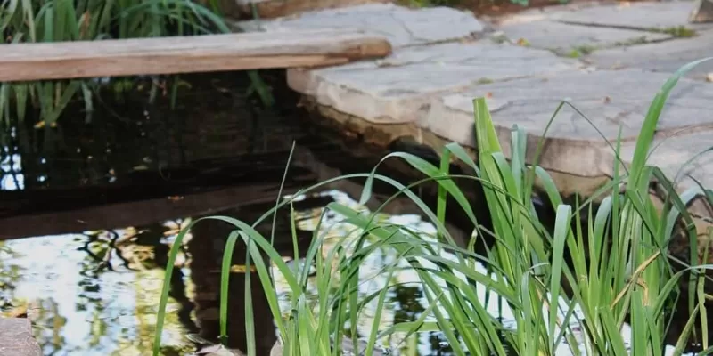 Comment créer un mini-jardin d’eau ?