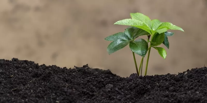 Comment cultiver votre jardin biologique ?