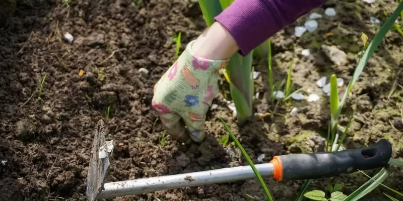 Comment désherber votre jardin biologique ?