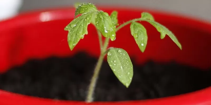 Comment élever vos plants en godets ?