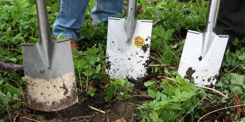 Comment entretenir le sol de votre jardin biologique ?