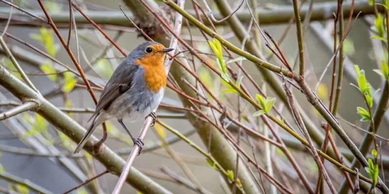 Comment jardiner pour les oiseaux ?