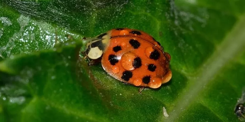 Comment protéger votre jardin biologique ?