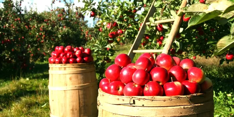 Comment récolter vos fruits et légumes ?