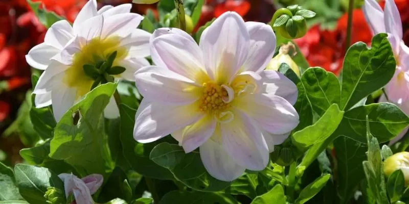 Comment réussir votre massif de fleurs ?