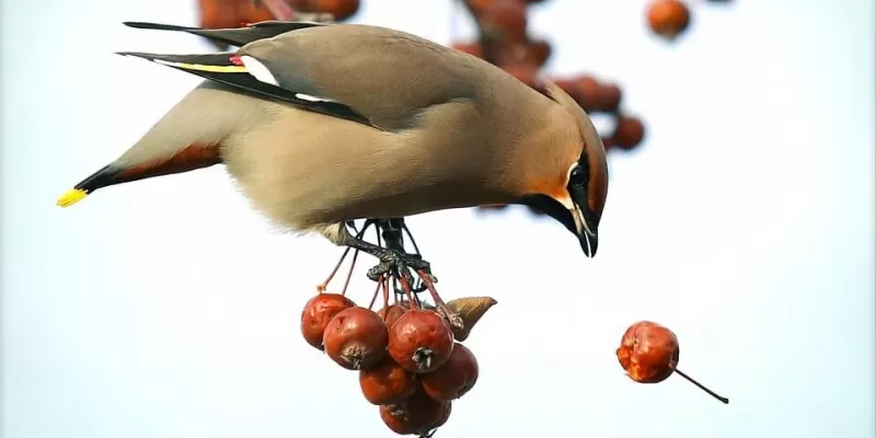 Comment protéger vos fruits des oiseaux ?