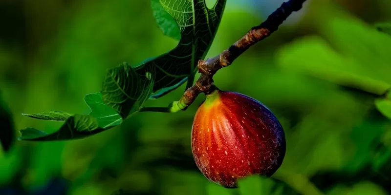 Créer un jardin gourmand