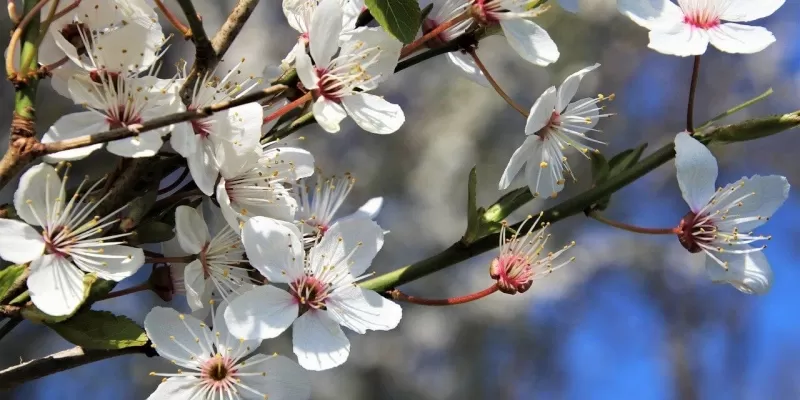 Créer un jardin parfumé