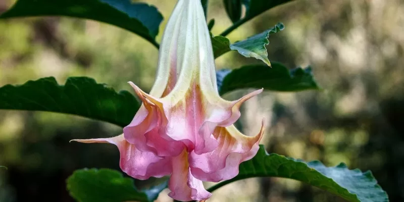 Créer un jardin tropical