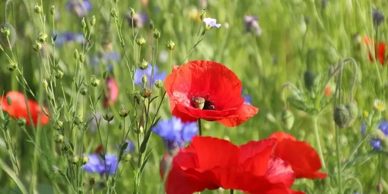 Créer une prairie