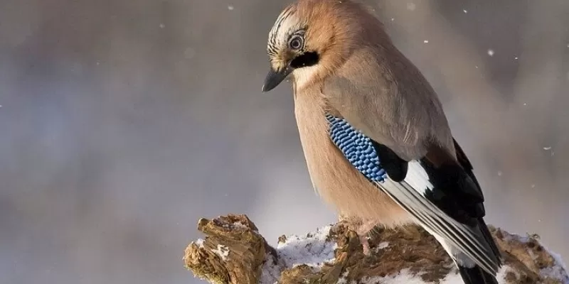 Fabriquer des boules de graisse pour les oiseaux