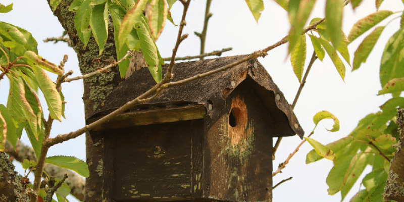 Fabriquer un nichoir pour oiseaux