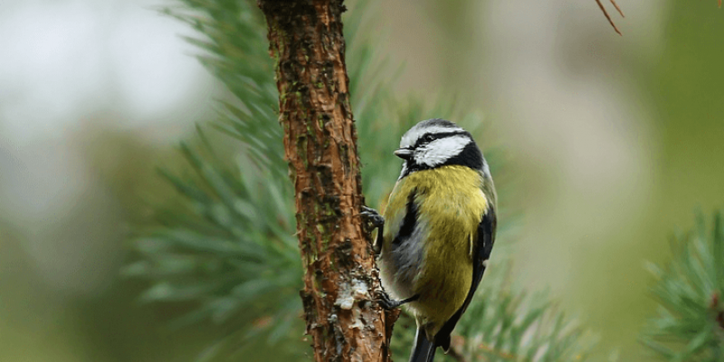 Faire fuir les oiseaux