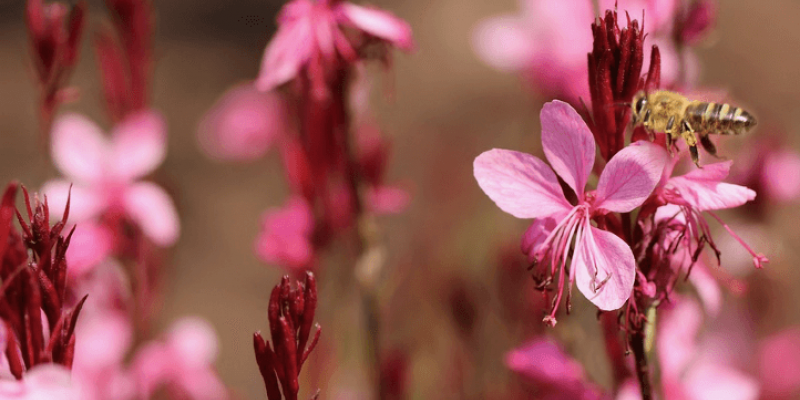 Tout savoir sur le gaura