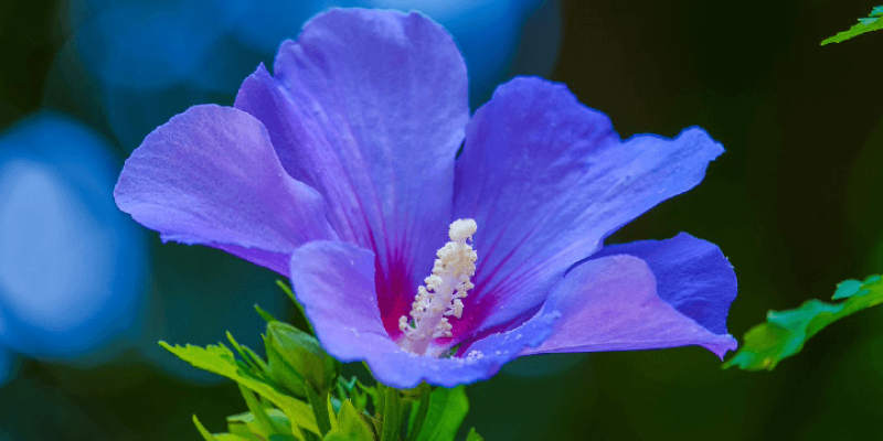 Tout savoir sur l’hibiscus