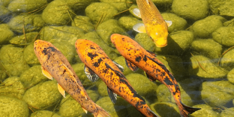 Installer des poissons dans votre bassin