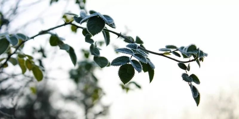 Jardin d’ornement en janvier