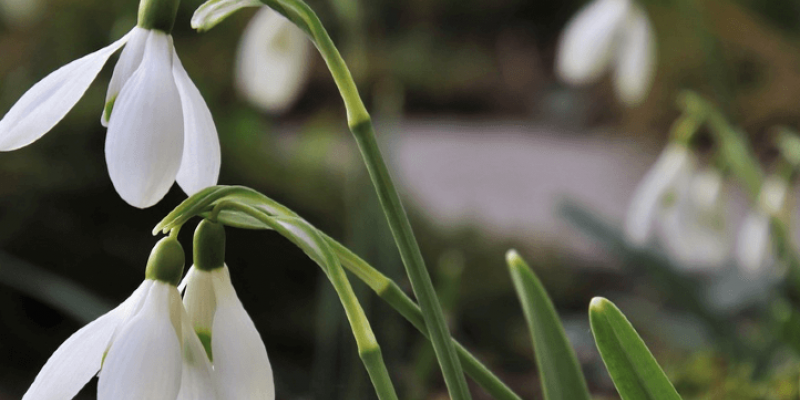 Plantations au jardin en mars