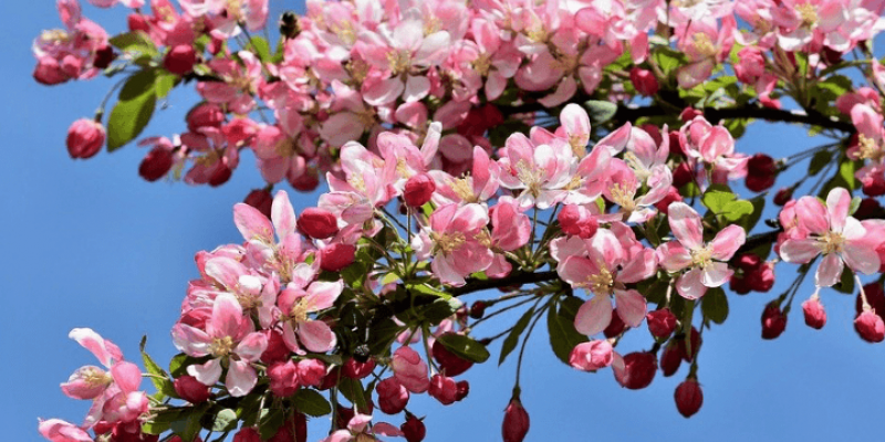 Le jardin d’ornement en mars