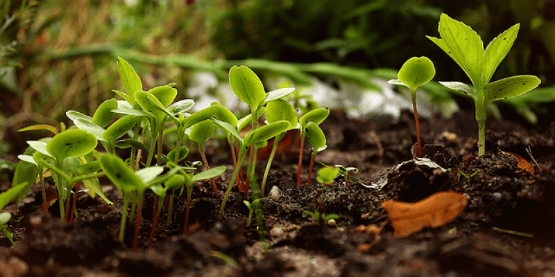 La permaculture