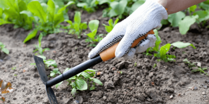 La serfouette au jardin