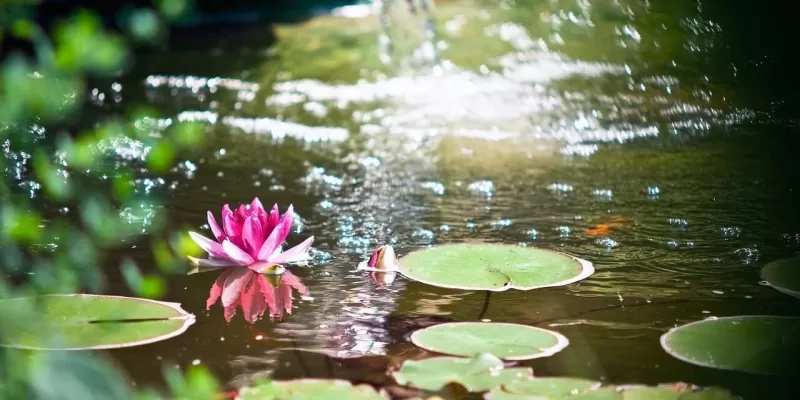 Le bassin en été