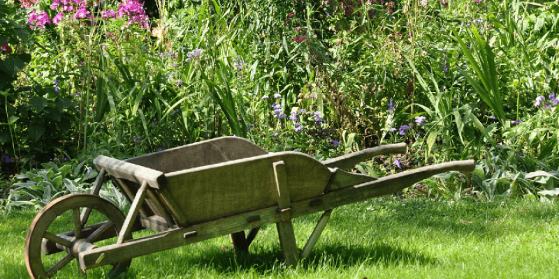 Que faire au jardin en août ?