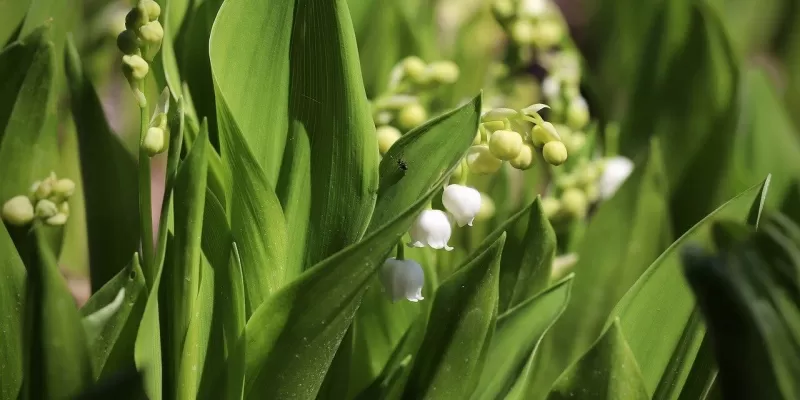 Le jardin en mai