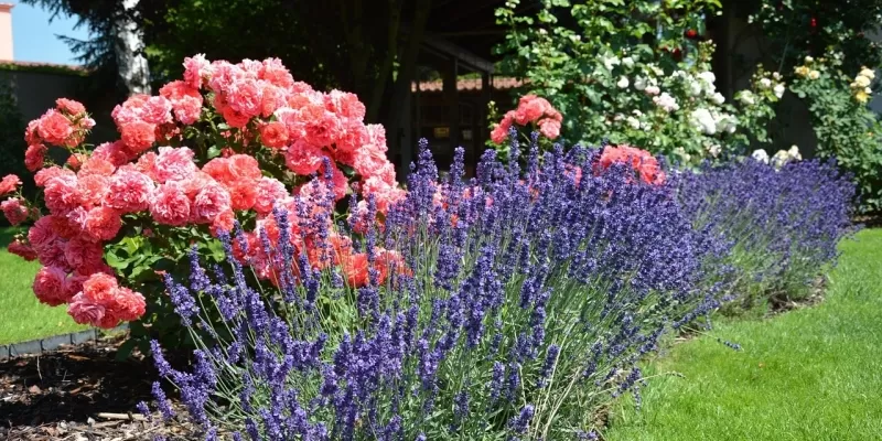 Le jardin en mars