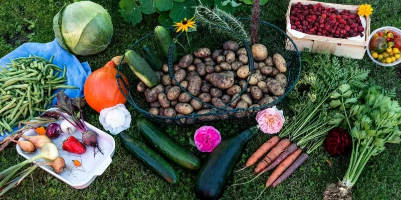 Le potager d’automne