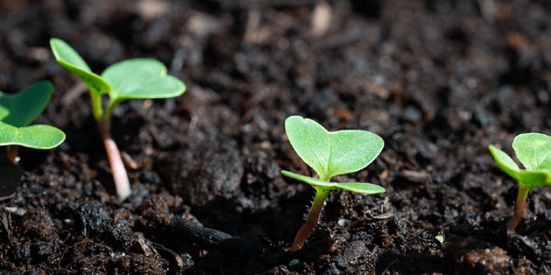 Que faire au potager en août ?