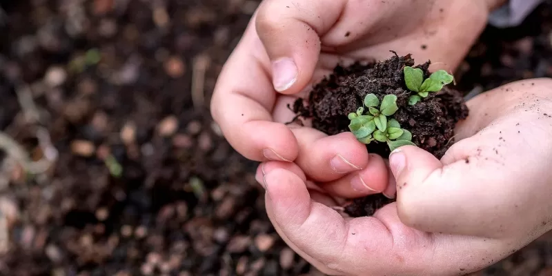 Le potager en février