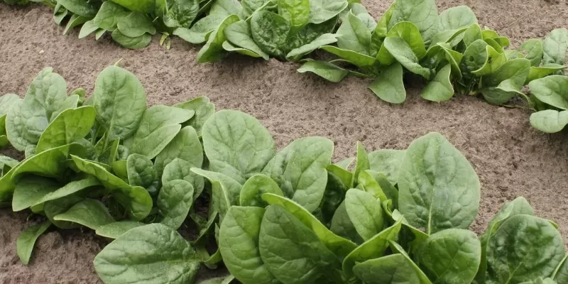 Le potager en mars