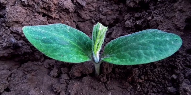 Le premier potager