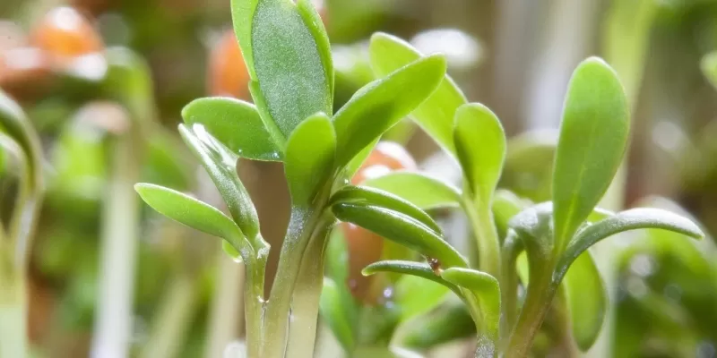 Légumes de décembre