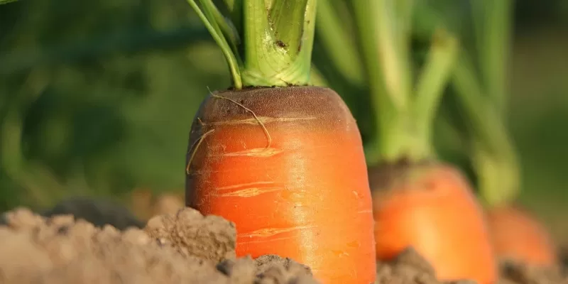 Légumes racines