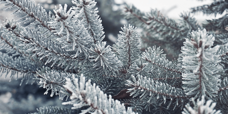 Les erreurs à ne pas faire au jardin en hiver